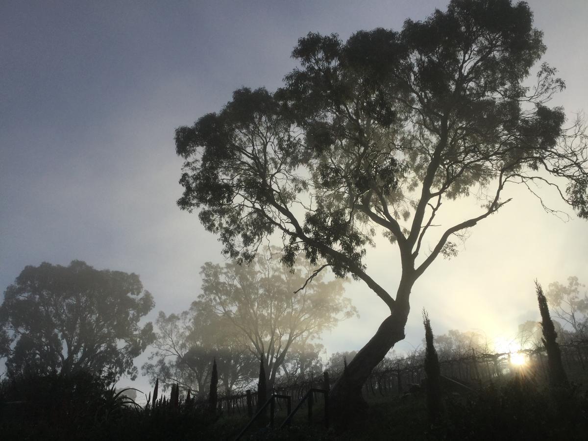 巴罗莎白楼西翼住宿加早餐旅馆 Angaston 外观 照片